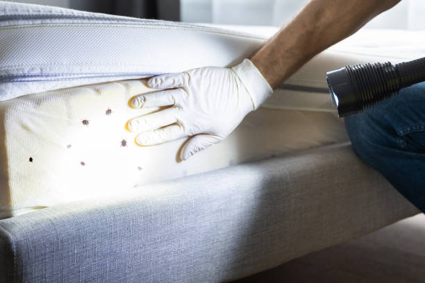 Best Ant Control Services  in Burlington, KY