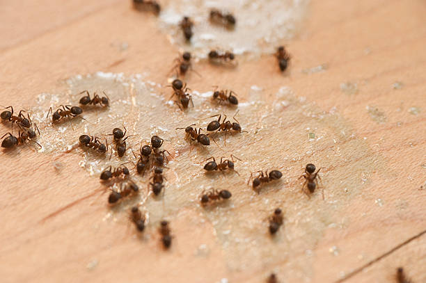 Best Mosquito Control Services  in Burlington, KY