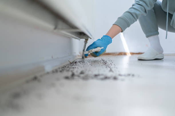 Wasp Removal Services in Burlington, KY
